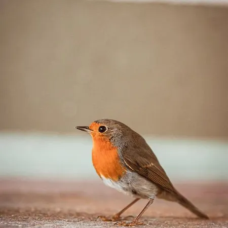 Lejlighed Hoamhaus Saint Wolfgang