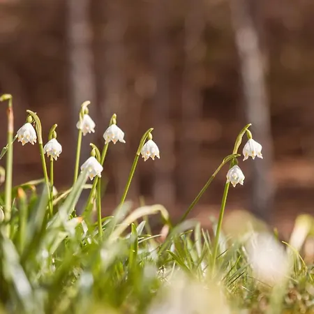 Hoamhaus * Saint Wolfgang