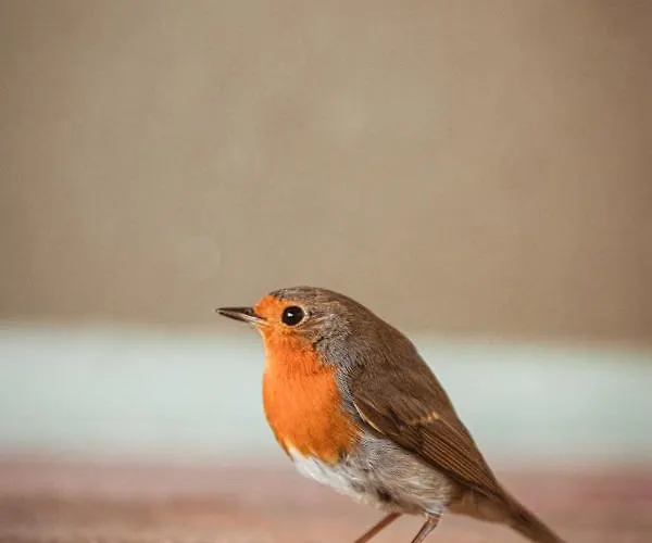 Lägenhet Hoamhaus Saint Wolfgang