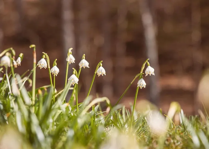 Hoamhaus * Sankt Wolfgang im Salzkammergut